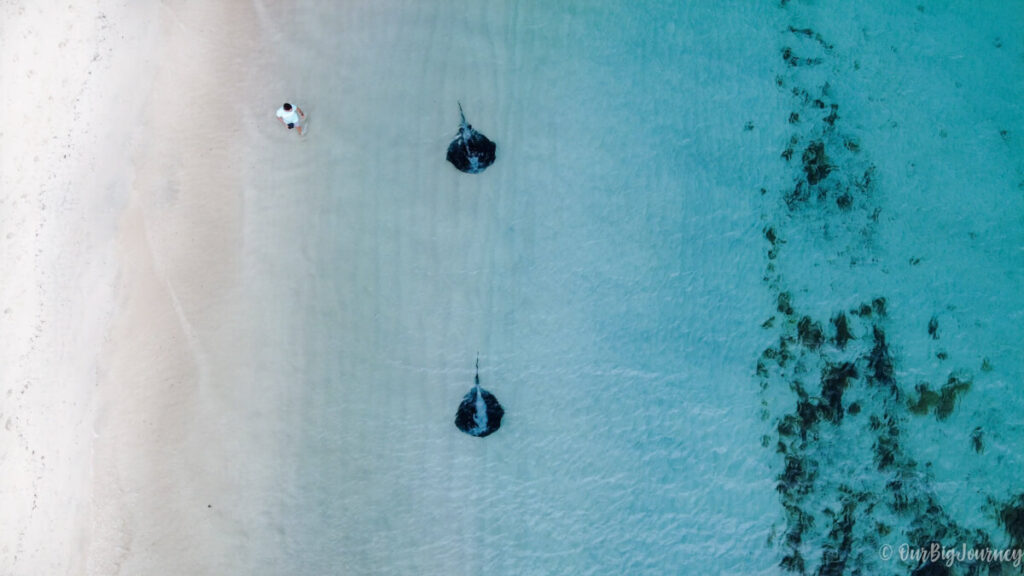 Hamelin Bay Stingrays in Western Australia