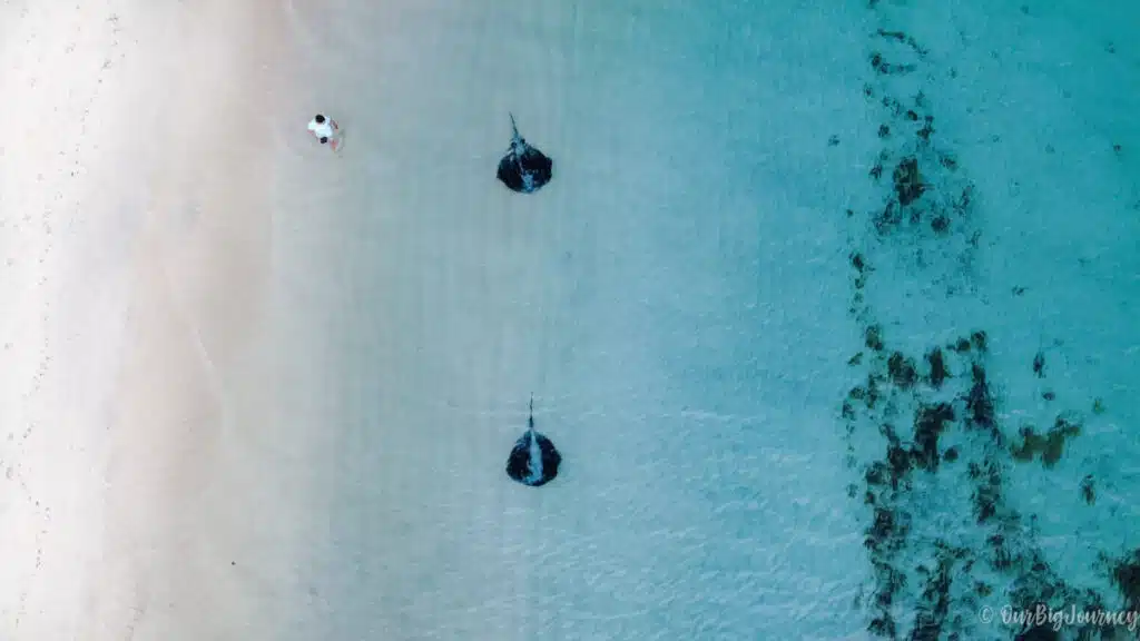 Hamelin Bay Stingrays in Western Australia