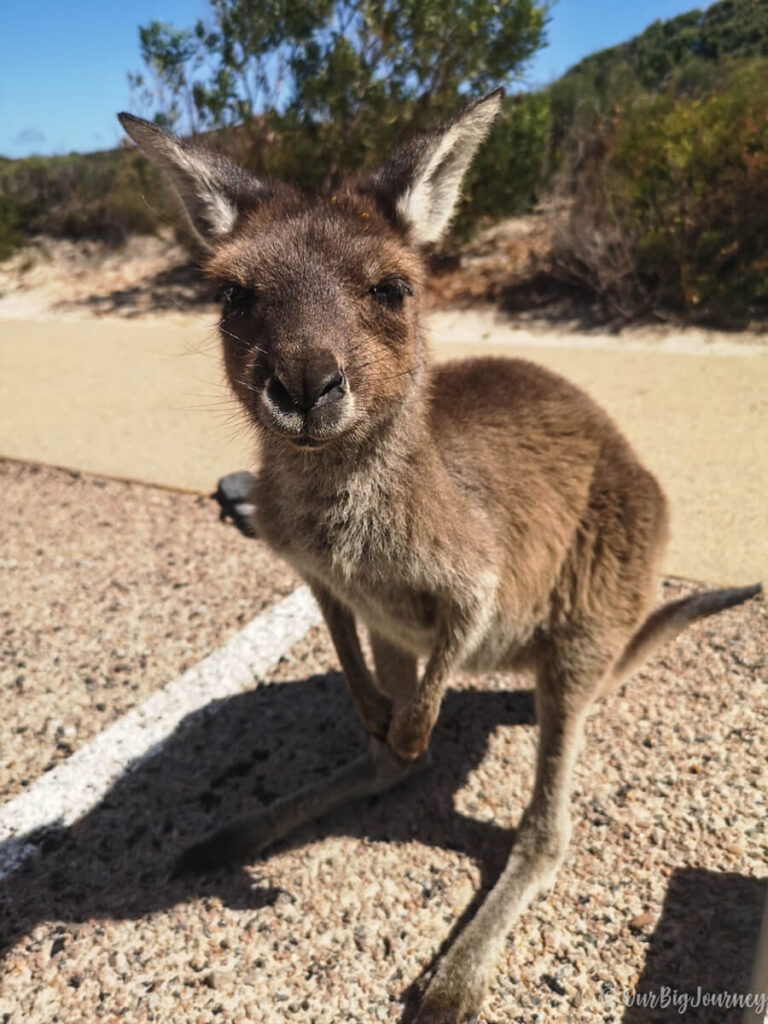 Lucky Bay Kangaroo Australia