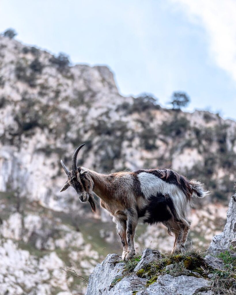 Goat in Ruta del Cares in Asturias Spain