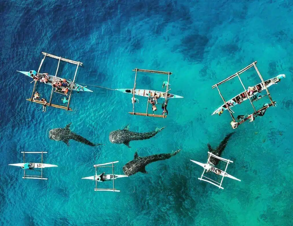 Whale Shark watching at Oslob, Cebu, The Philippines