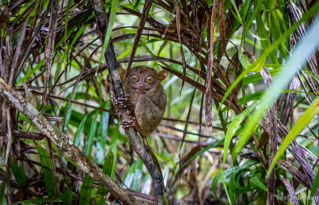 Wild animals in the Philippines