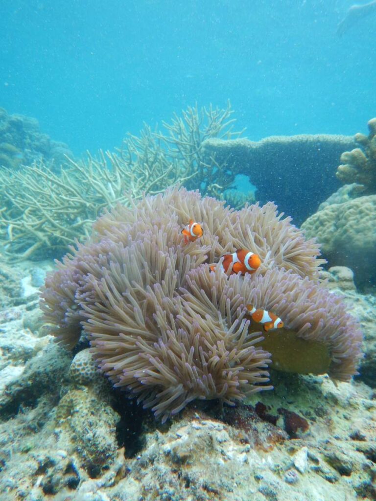 Snorkeling with fish at Coron