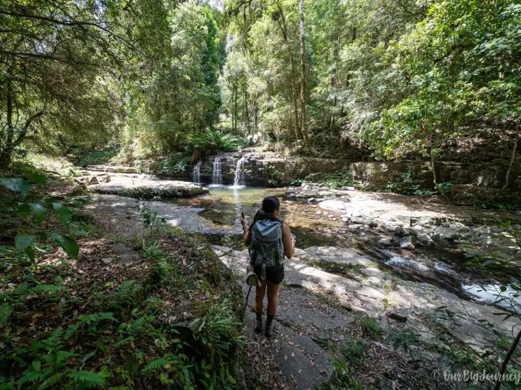 Blue Gum Loop & Rocky Crossing Track rainforest