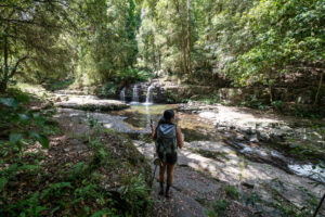 Blue Gum Loop & Rocky Crossing Track rainforest