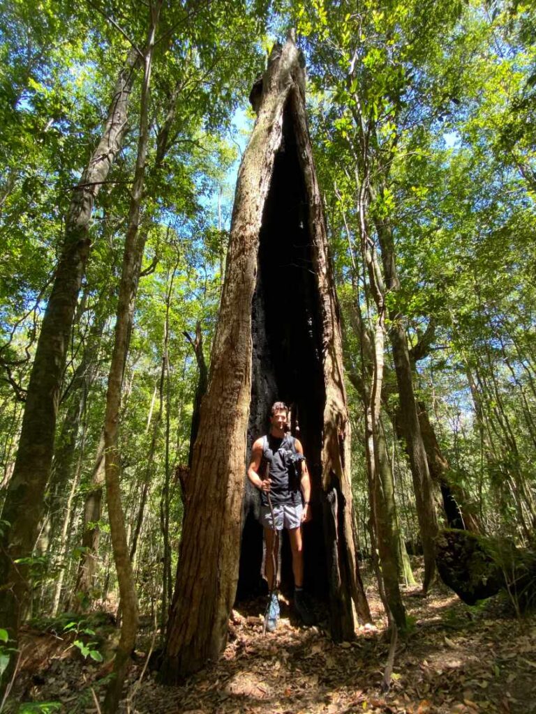 Blue Gum Loop & Rocky Crossing Track Roberto in a tree