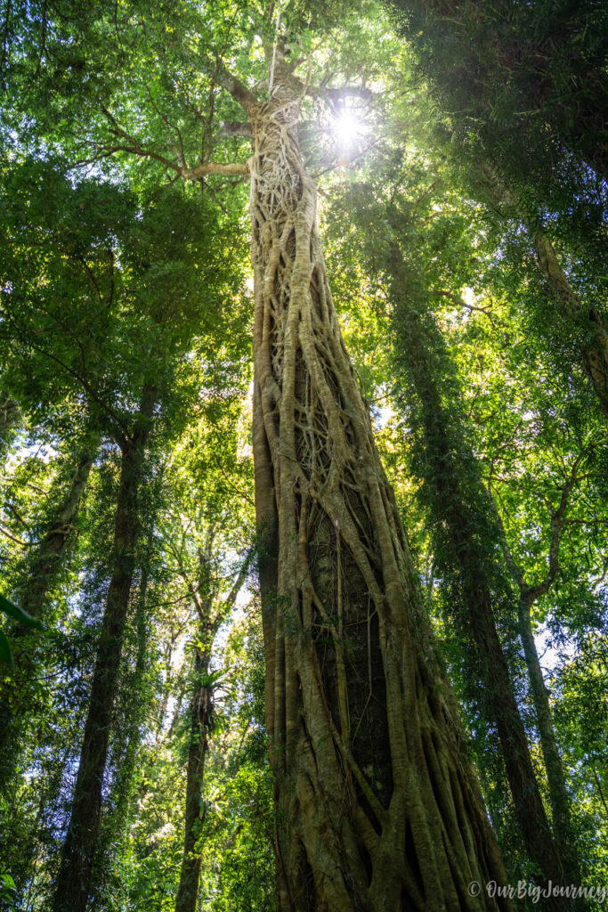 Strangler Fig Tree in Dorrigo National Park Australia