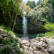 Chasing Waterfalls! Wonga Walk in Dorrigo National Park