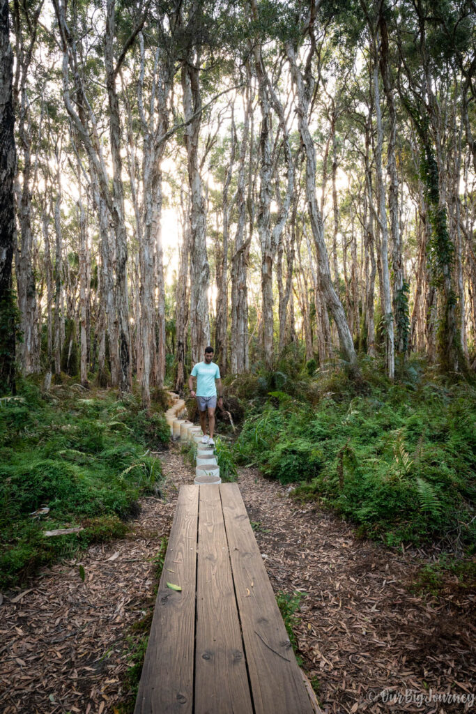 agnes water paperback forest walk 