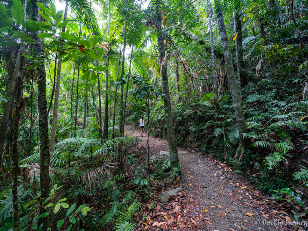 Finch Hatton Gorge hike rainforest