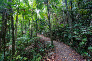 Finch Hatton Gorge hike rainforest