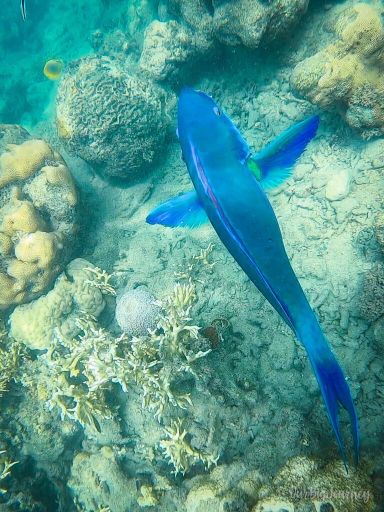 Parrot fish snorkeling in Blue Pearl Bay Hayman Island