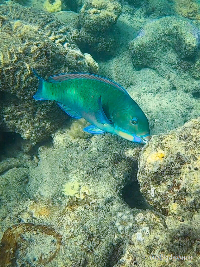 Parrot fish snorkeling in Blue Pearl Bay Hayman Island