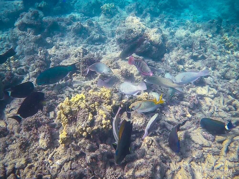 Colorful Fish Snorkeling at Hayman Island