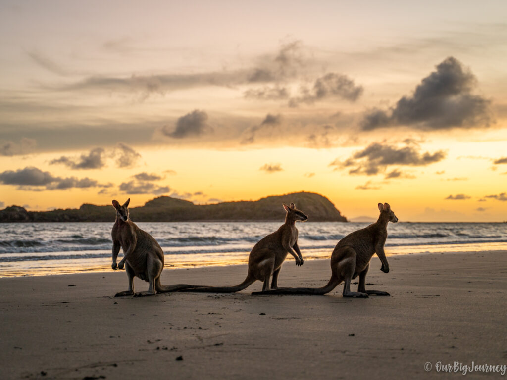 Kangaroos at sunrise in Cape Hillsborough