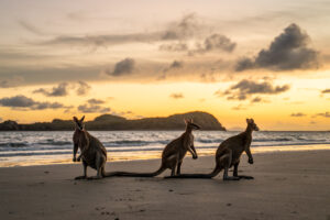 Kangaroos at sunrise in Cape Hillsborough