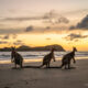Kangaroos in Cape Hillsborough | Mackay Region