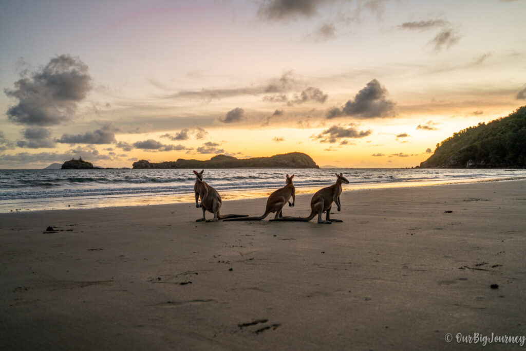 Kangaroos at sunrise in Cape Hillsborough