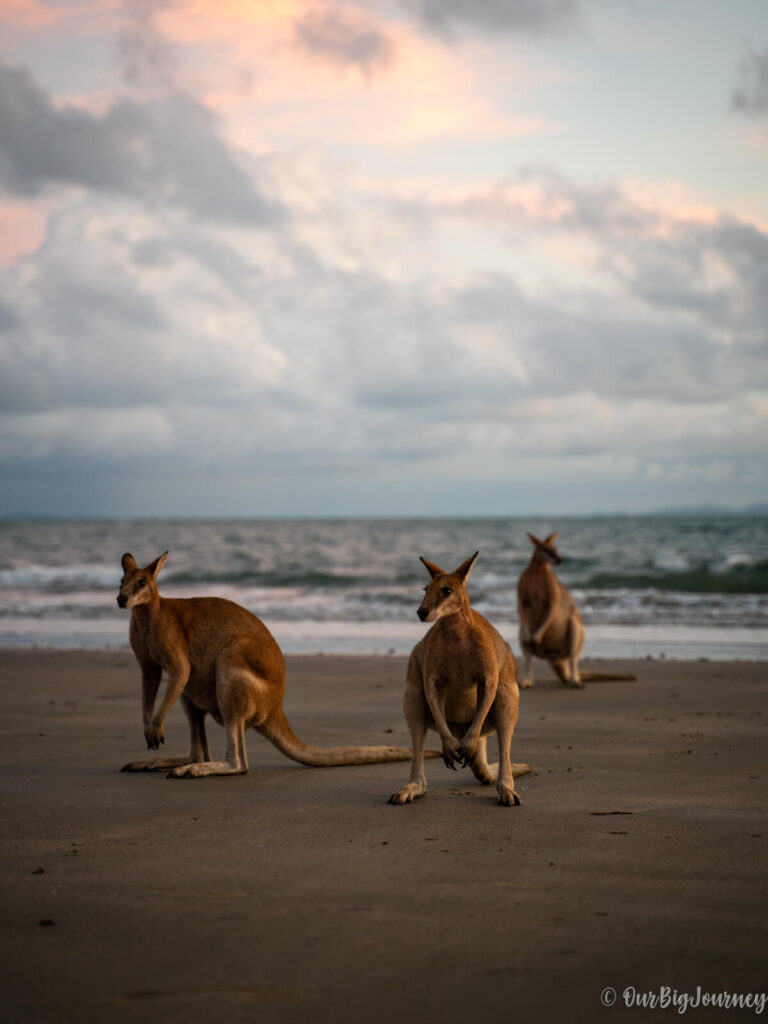 Kangaroos at the beach in Cape Hillsborough