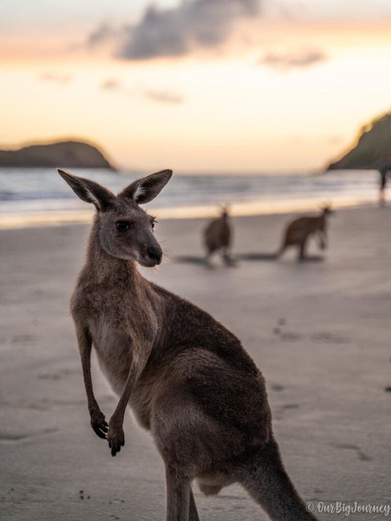 Kangaroo posing at Cape Hillsborough Beach Photography