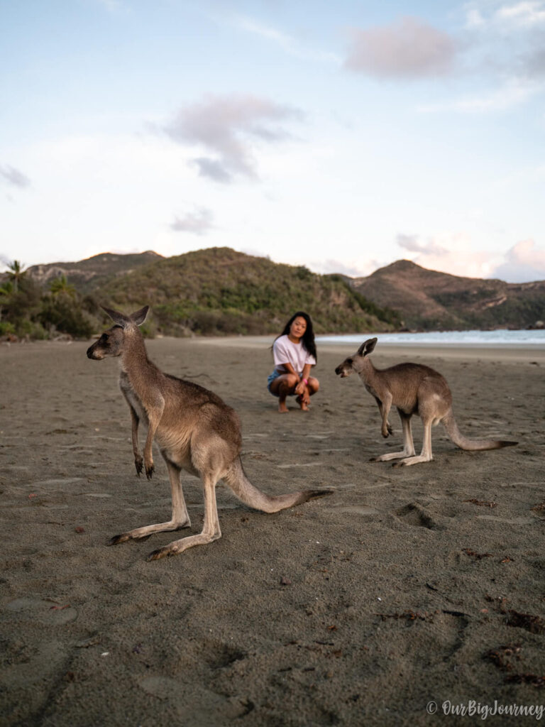 Cape Hillsborough with kangaroos