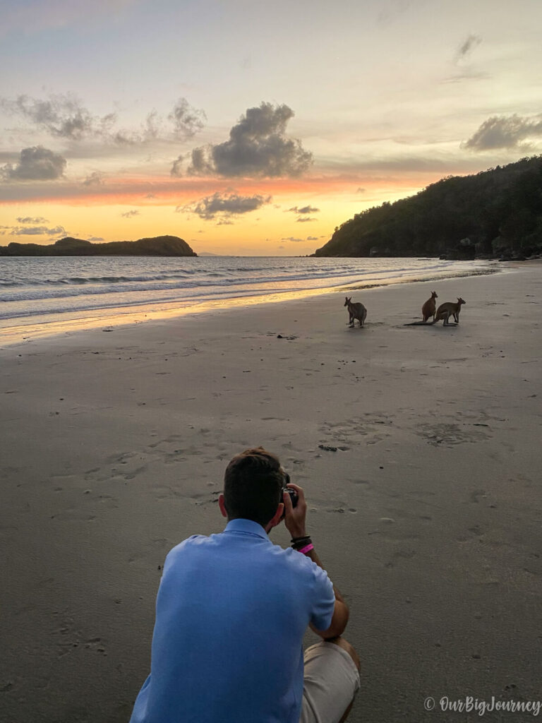 taking photos of kangaroos at Cape Hillsborough