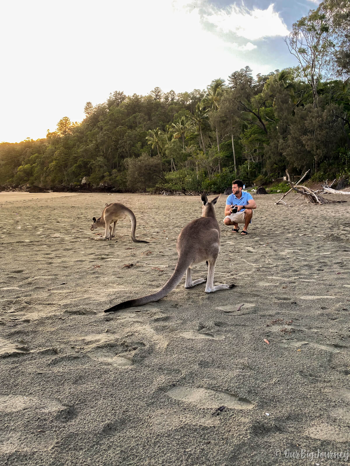 Cape Hillsborough with kangaroos