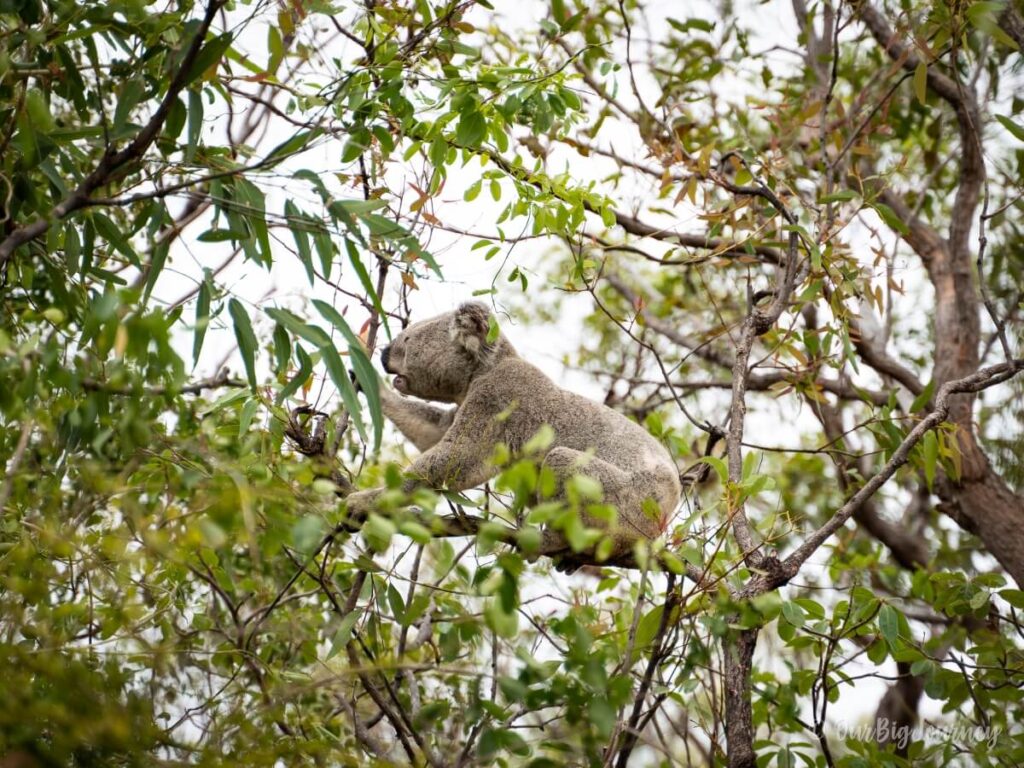 Koala eating on Forts Walk