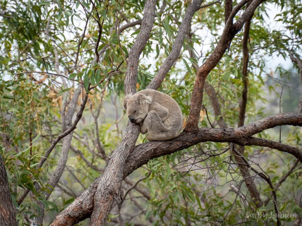 Sleeping koala on Magnetic Island Forts Walk