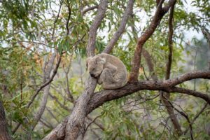 Sleeping koala on Magnetic Island Forts Walk