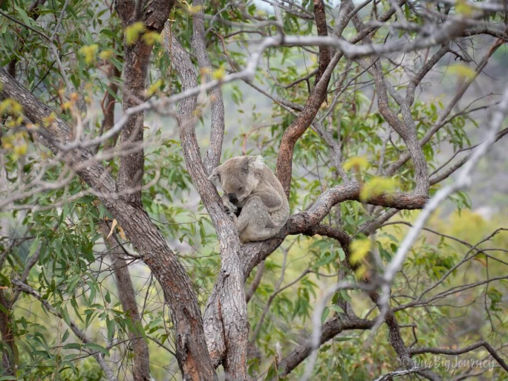 Koala sleeping in a tree on the Forts Walk