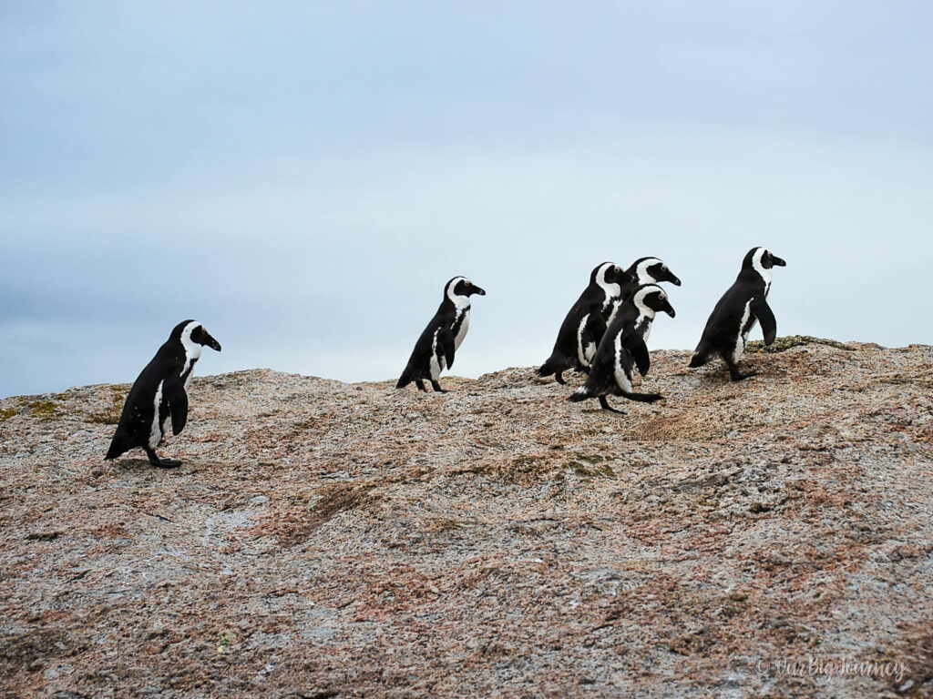 Penguins at Boulders Beach