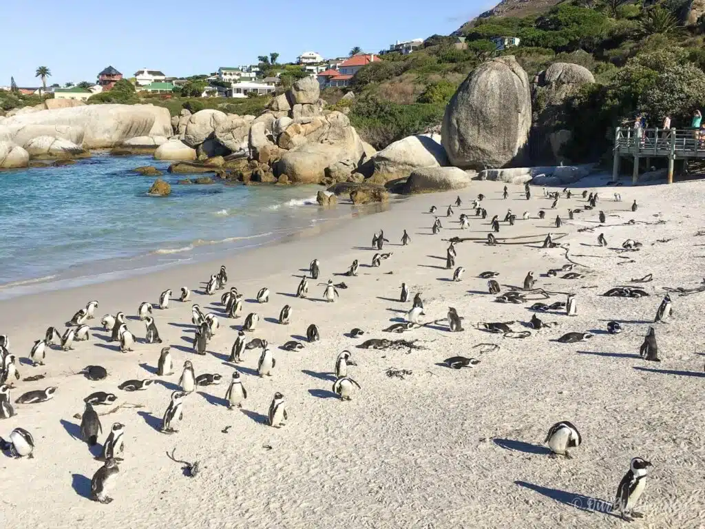 Penguins on the beach in South Africa