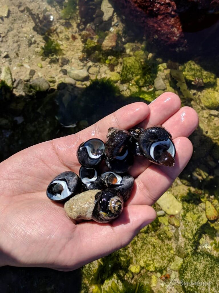 Periwinkle Snails Cape Town