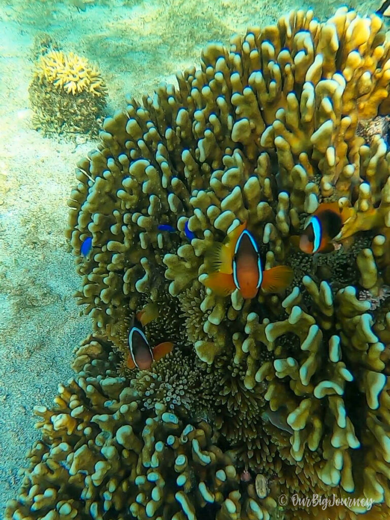 Coral reef in Komodo National Park