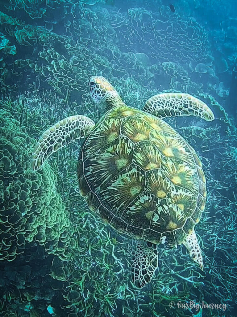 Green sea turtle in Indonesia