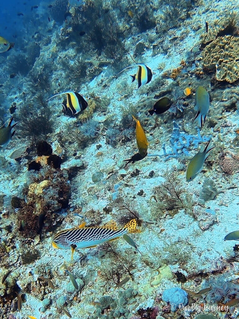 Scuba diving in Komodo National Park with fish.