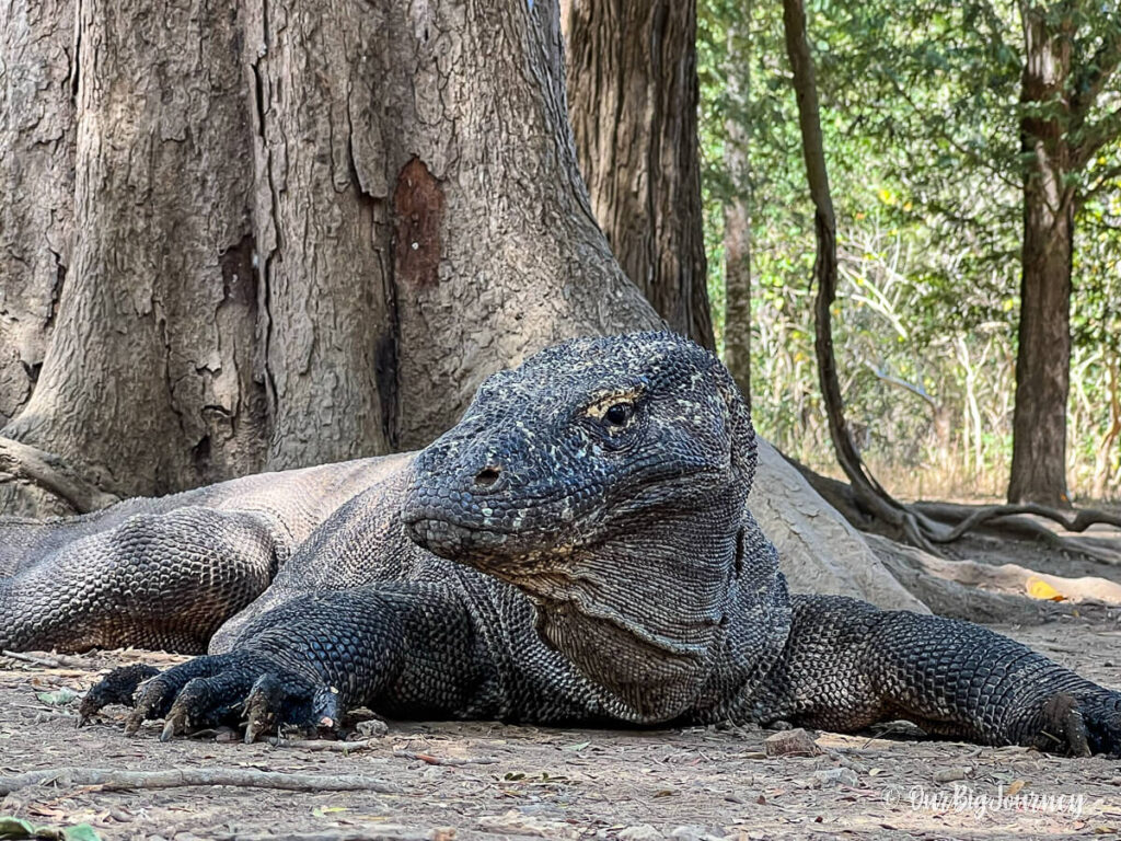 komodo dragon