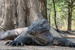 komodo dragon