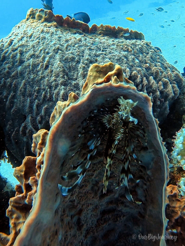 Scuba diving in Komodo National Park leafy scorpion lionfish.