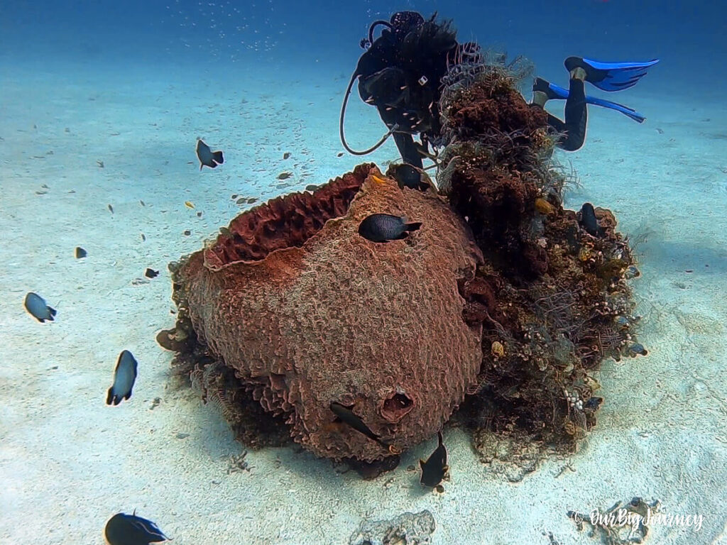 Scuba diving in Komodo National Park