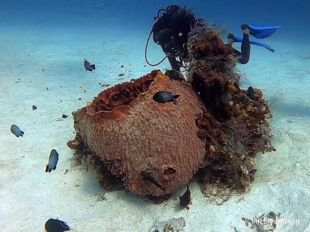 Scuba diving in Komodo National Park
