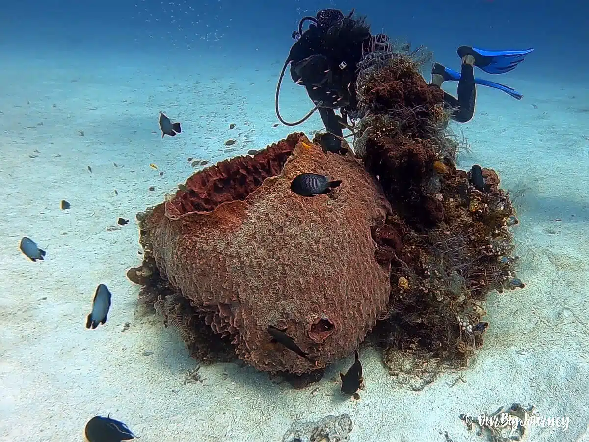 Scuba diving in Komodo National Park