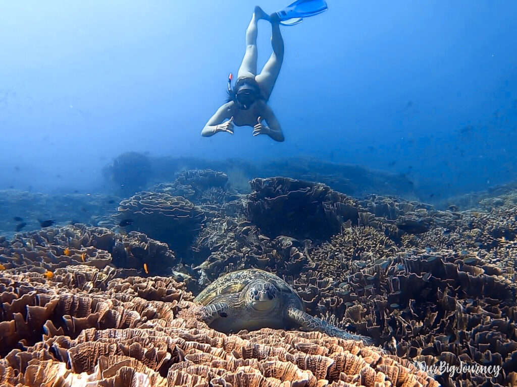 Snorkeling with turtles in Indonesia