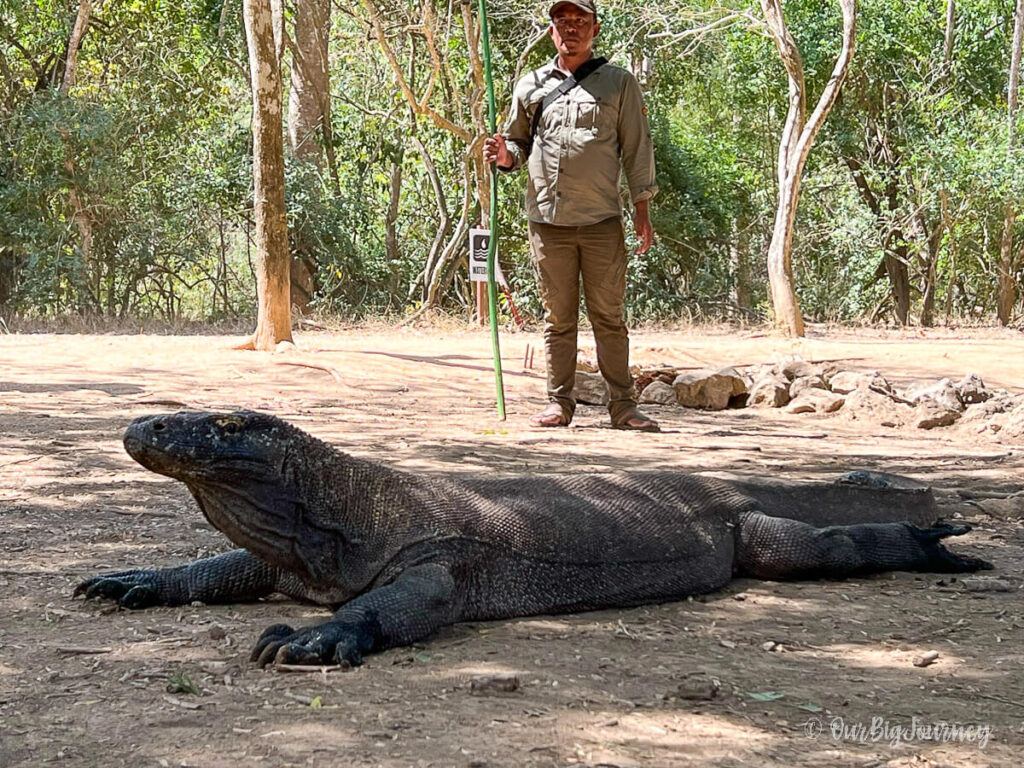 Male Komodo Dragon