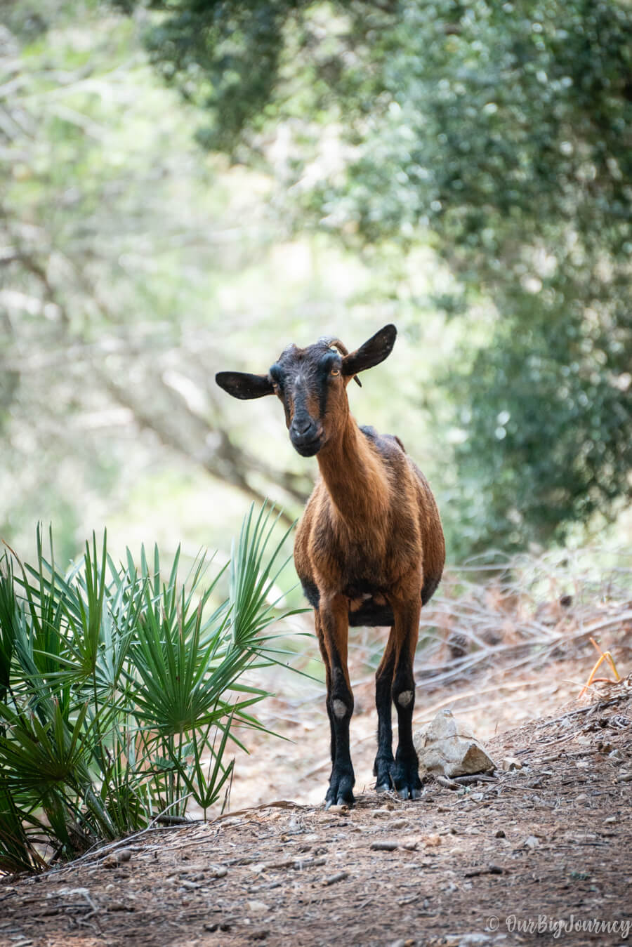goat in Mallorca