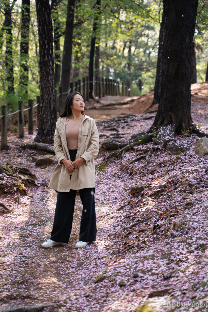 The best time to visit Suwon Hwaseong Fortress could be in spring with cherry blossoms